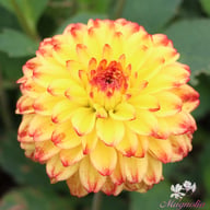 Icoon Dahlia Tuber