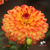 Icoon Dahlia Tuber