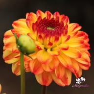 Icoon Dahlia Tuber