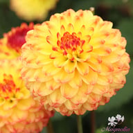 Icoon Dahlia Tuber