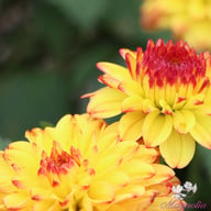Icoon Dahlia Tuber