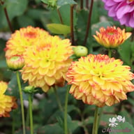 Icoon Dahlia Tuber