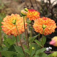 Icoon Dahlia Tuber
