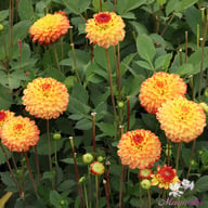 Icoon Dahlia Tuber