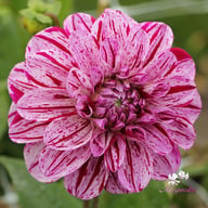Ida Mae Dahlia Knöl