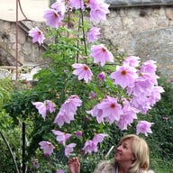 Imperialis Dahlia Knöl