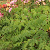 Imperialis Dahlia Knöl