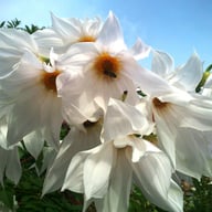 Imperialis White Dahlia Knöl