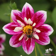 Impression Fabula Dahlia Tuber