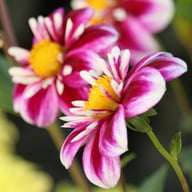 Impression Fabula Dahlia Knöl