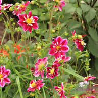 Impression Fabula Dahlia Tuber