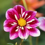 Impression Fabula Dahlia Knöl