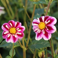Impression Fabula Dahlia Knöl