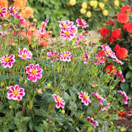 Impression Fabula Dahlia Knöl