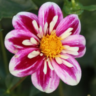 Impression Fabula Dahlia Knöl