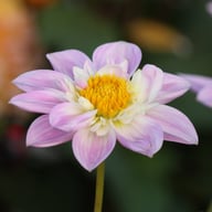 Impression Famoso Dahlia Tuber