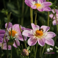 Impression Famoso Dahlia Knöl