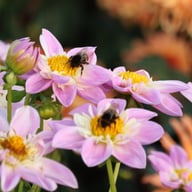 Impression Famoso Dahlia Tuber