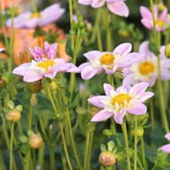 Impression Famoso Dahlia Tuber