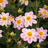 Impression Famoso Dahlia Knöl