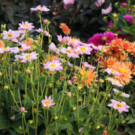 Impression Famoso Dahlia Tuber