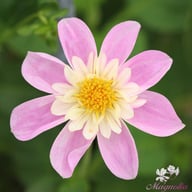 Impression Famoso Dahlia Knöl