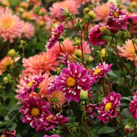 Impression Fantastico Dahlia Tuber