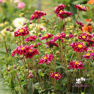 Impression Fantastico Dahlia Knöl