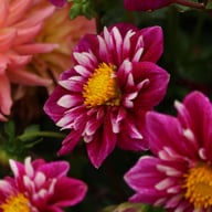 Impression Fantastico Dahlia Tuber