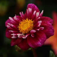Impression Fantastico Dahlia Tuber