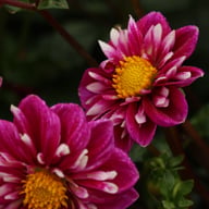 Impression Fantastico Dahlia Tuber