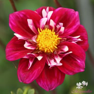 Impression Fantastico Dahlia Knöl