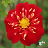 Impression Festivo Dahlia Tuber