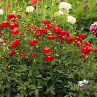 Impression Festivo Dahlia Tuber