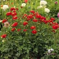 Impression Festivo Dahlia Tuber