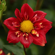 Impression Festivo Dahlia Knöl