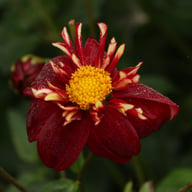 Impression Festivo Dahlia Knöl