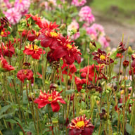 Impression Festivo Dahlia Knöl