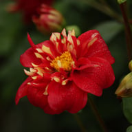 Impression Festivo Dahlia Knöl