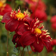 Impression Festivo Dahlia Knöl