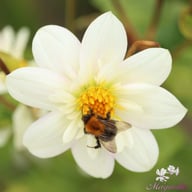 Impression Flamenco Dahlia Knöl