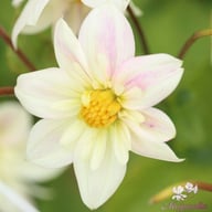 Impression Flamenco Dahlia Knöl