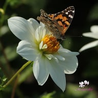 Impression Flamenco Dahlia Knöl