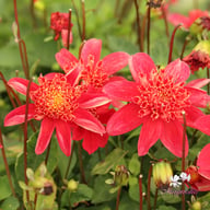 Inca Dahlia Tuber