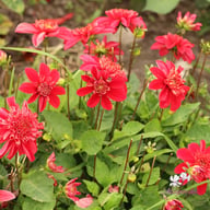 Inca Dahlia Tuber