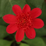Inca Dahlia Tuber