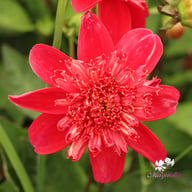 Inca Dahlia Tuber