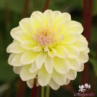 Innocent Silence Dahlia Knöl