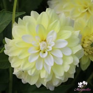Innocent Silence Dahlia Knöl