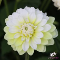 Innocent Silence Dahlia Knöl